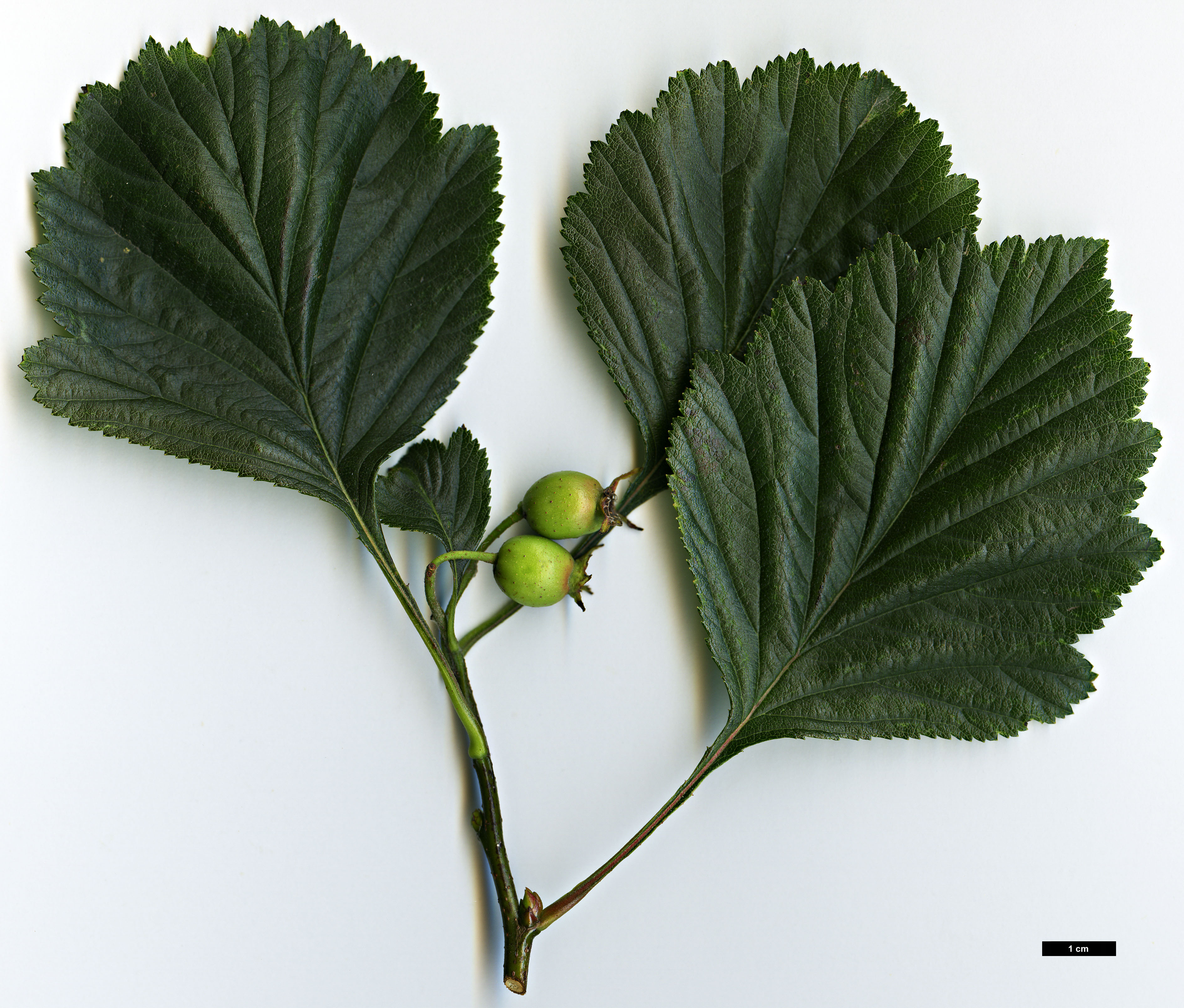 High resolution image: Family: Rosaceae - Genus: Crataegus - Taxon: collina × C.mollis